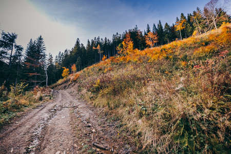 A path with trees on the side of a hillの写真素材