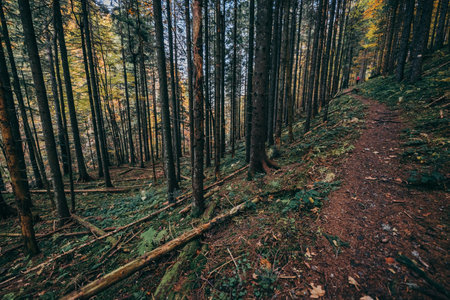 A tree in a forest a mountain