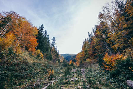 A tree in a forest a mountainの写真素材