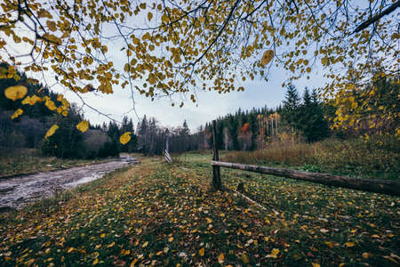 A flock of birds sitting on top of a treeの写真素材