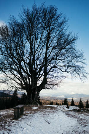 A tree covered in snow a mountain