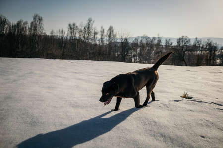 A goat walking in the snow a Labradorの写真素材