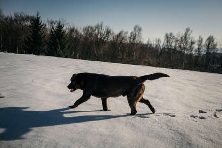 A dog walking in the snow a Labradorの写真素材