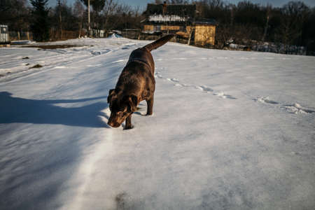 A dog standing on top of a snow covered roadの写真素材