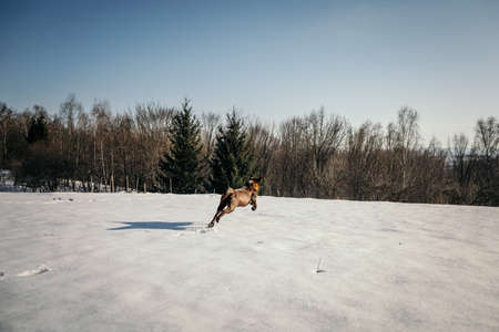 A man riding skis down a snow covered slopeの写真素材