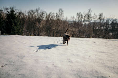 A man riding a horse jumping over a snow covered slopeの写真素材