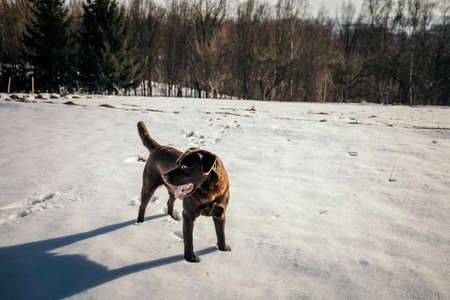 A dog walking in the snow a Labradorの写真素材