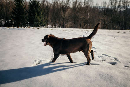 A brown dog walking across a snow covered roadの写真素材