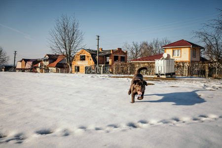 A house covered in snow a Labradorの写真素材