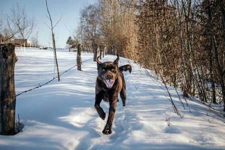 A dog that is covered in snowの写真素材