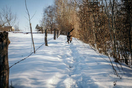 A person cross country skiing in the snowの写真素材