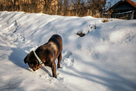 A dog that is standing in the snow a Labradorの写真素材