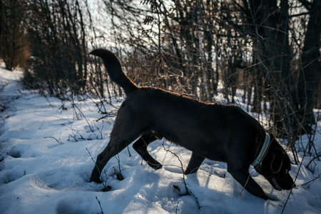 A dog that is covered in snowの写真素材
