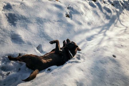 A penguin in the snow a Labradorの写真素材