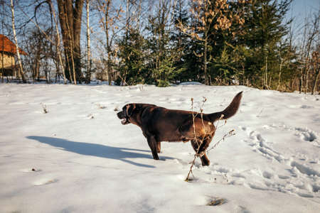 A dog that is covered in snow a Labradorの写真素材