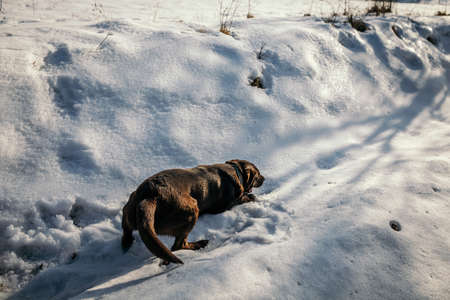 A dog that is covered in snow a Labradorの写真素材