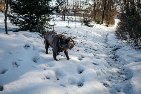 A dog that is covered in snow a Labradorの写真素材