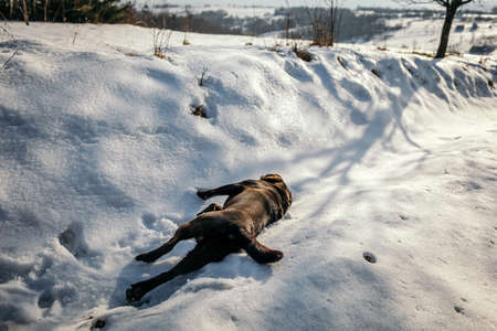 A dog that is covered in snow a Labradorの写真素材
