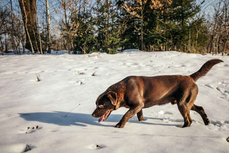 A dog walking in the snow a Labradorの写真素材