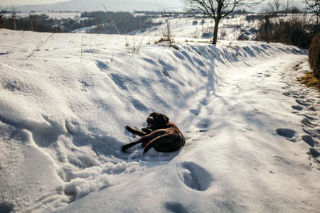 A pile of a snow a Labradorの写真素材