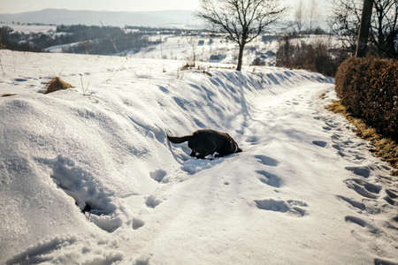A pile of a snow a Labradorの写真素材