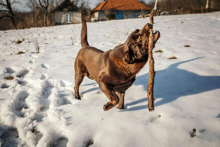 A dog that is standing in the snow a Labradorの写真素材