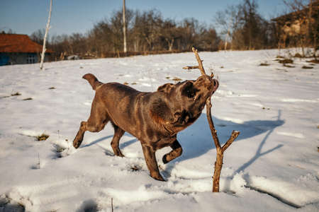 A dog that is covered in snow a Labradorの写真素材