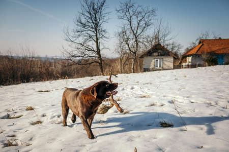 A dog walking in the snow a Labradorの写真素材