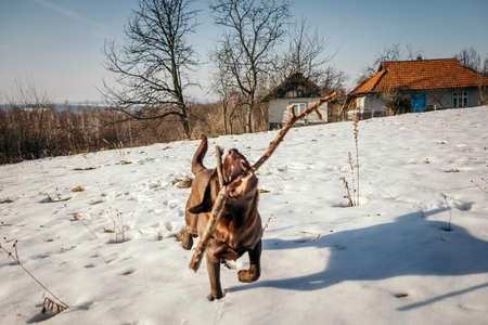 A dog walking in the snow a Labradorの写真素材