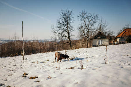 A herd of cattle walking across a snow covered fieldの写真素材