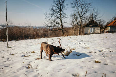 A cow walking across a snow covered field a Labradorの写真素材