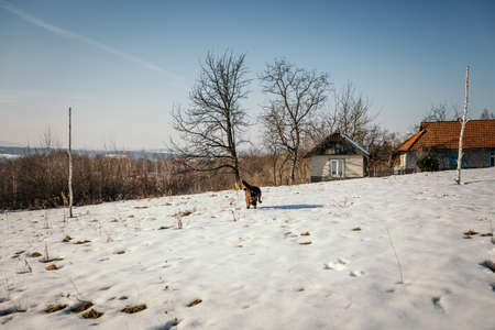 A snow covered a field a Labradorの写真素材