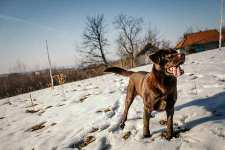 A dog that is covered in snowの写真素材