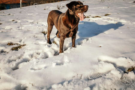 A dog that is standing in the snowの写真素材