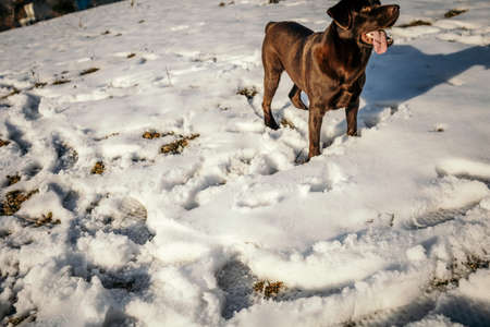 A dog that is standing in the snowの写真素材