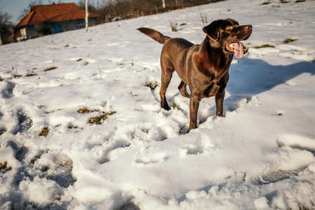 A dog sitting in the snow a Labradorの写真素材