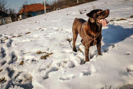 A dog that is covered in snowの写真素材