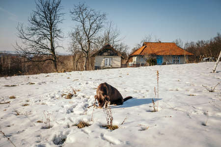 A herd of cattle standing on top of a snow covered fieldの写真素材