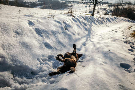 A dog that is covered in snow a Labradorの写真素材