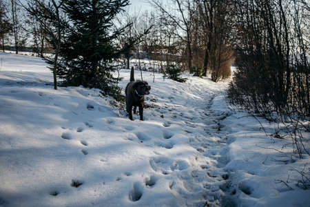 A path with trees on the side of a snow covered slopeの写真素材