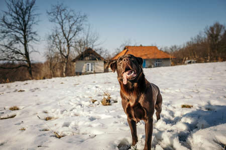 A dog standing on top of a snow covered fieldの写真素材