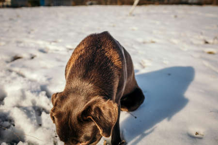 A dog in the snow a Labradorの写真素材