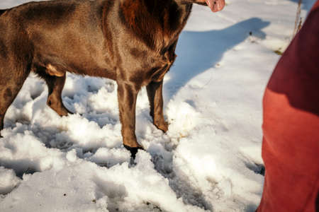A dog standing in the snow a Labradorの写真素材