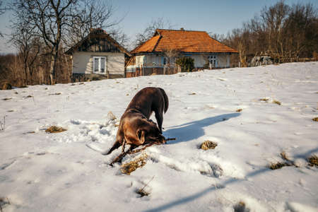 A house covered in snow a Labradorの写真素材