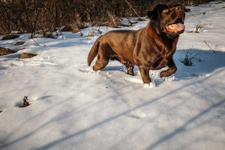 A dog sitting in the snow a Labradorの写真素材