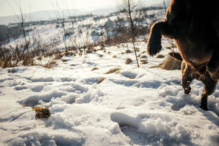 A dog standing on top of a snow covered fieldの写真素材