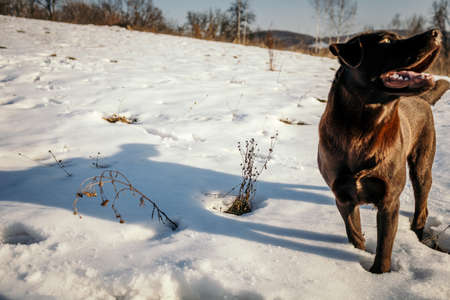 A dog that is standing in the snowの写真素材