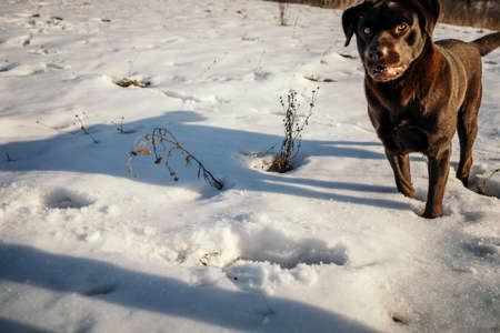 A dog sitting in the snow a Labradorの写真素材