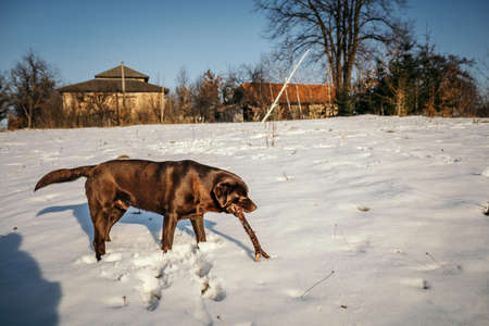 A dog walking in the snow a Labradorの写真素材