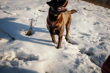 A dog that is covered in snow a Labradorの写真素材